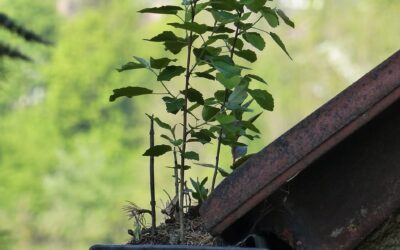 Gouttières bouchées