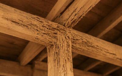 Traitement termites bois